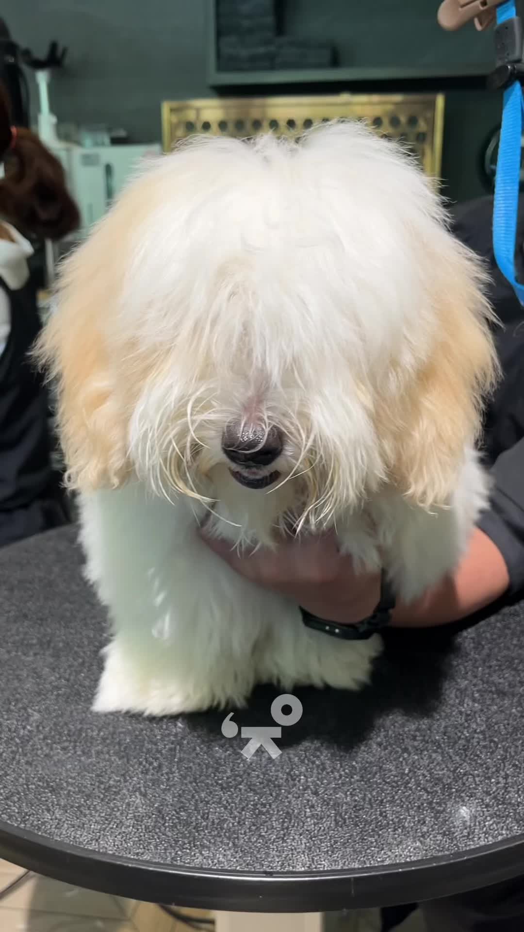 Coton de Tulear grooming