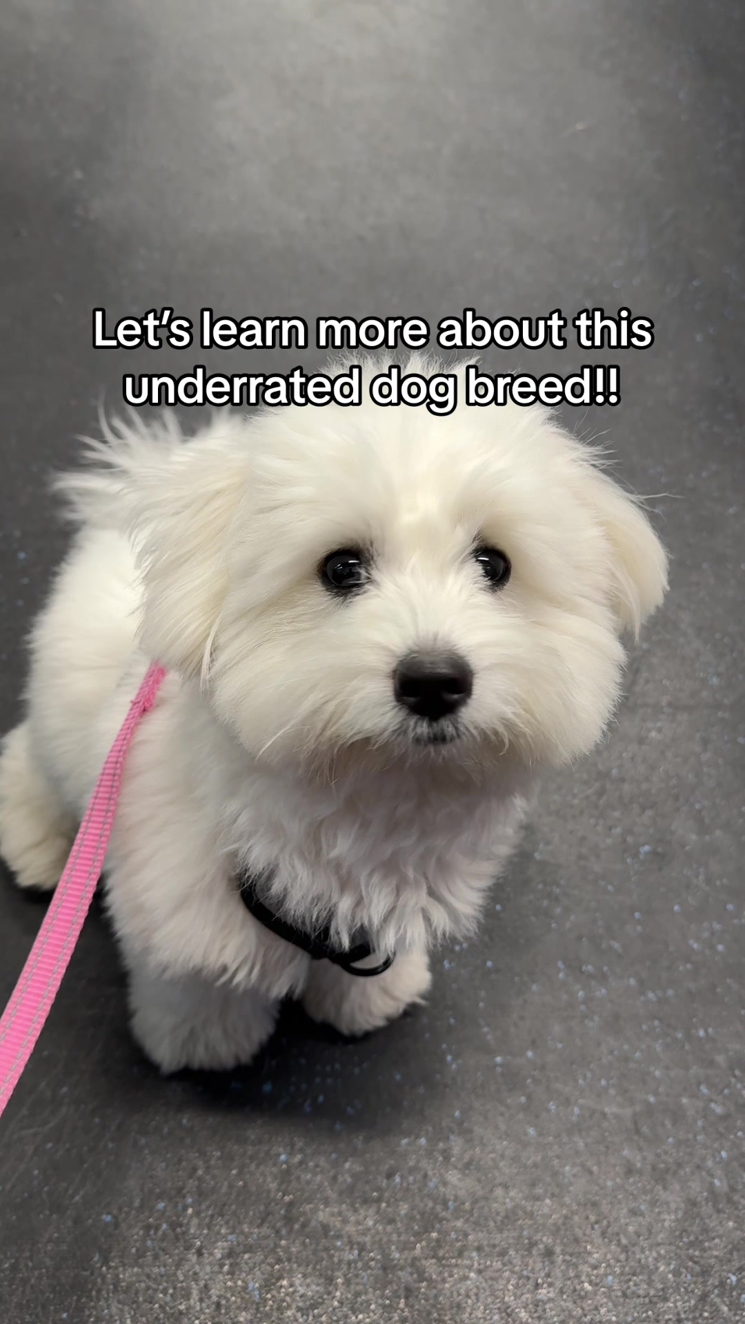 Happy Coton de Tulear alumni