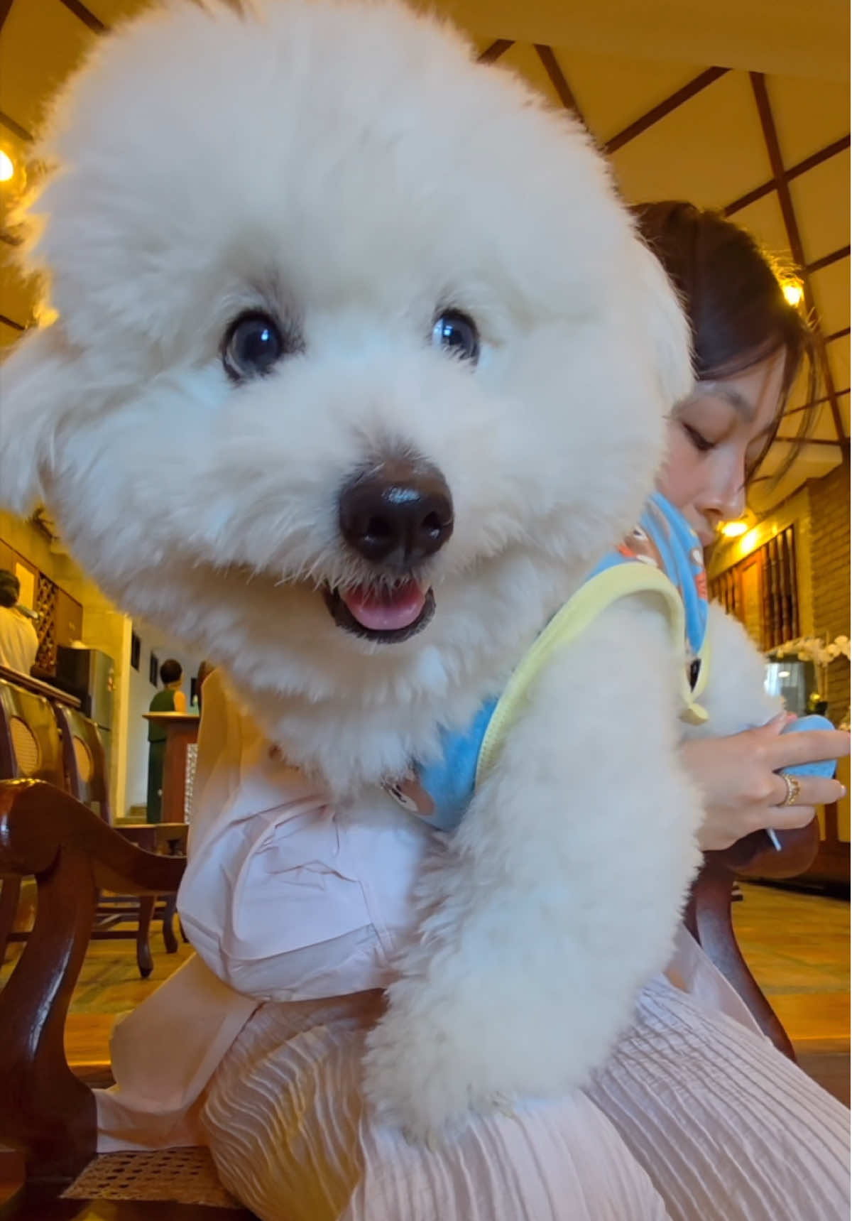 Coton de Tulear puppy