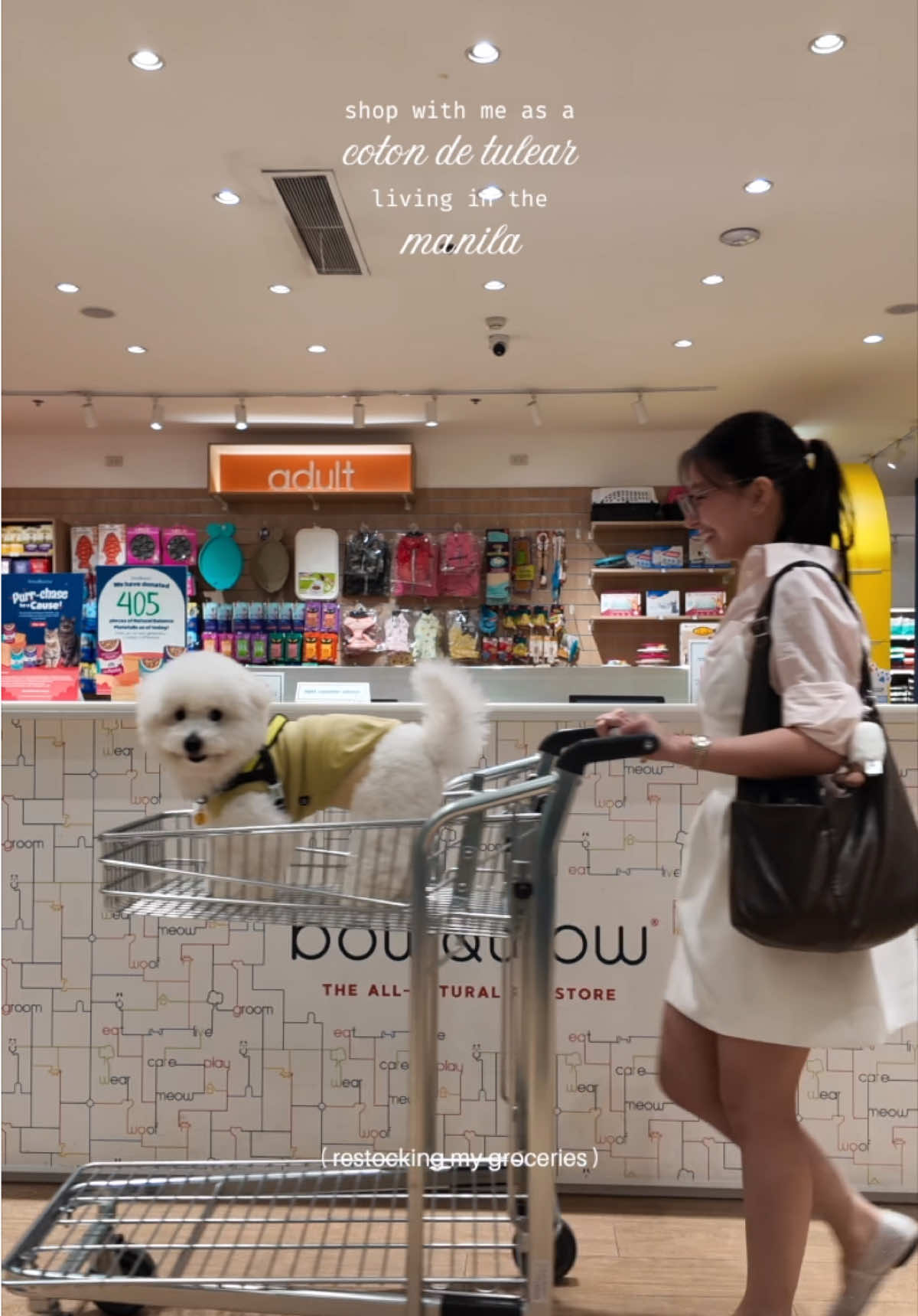 Coton de Tulear essentials