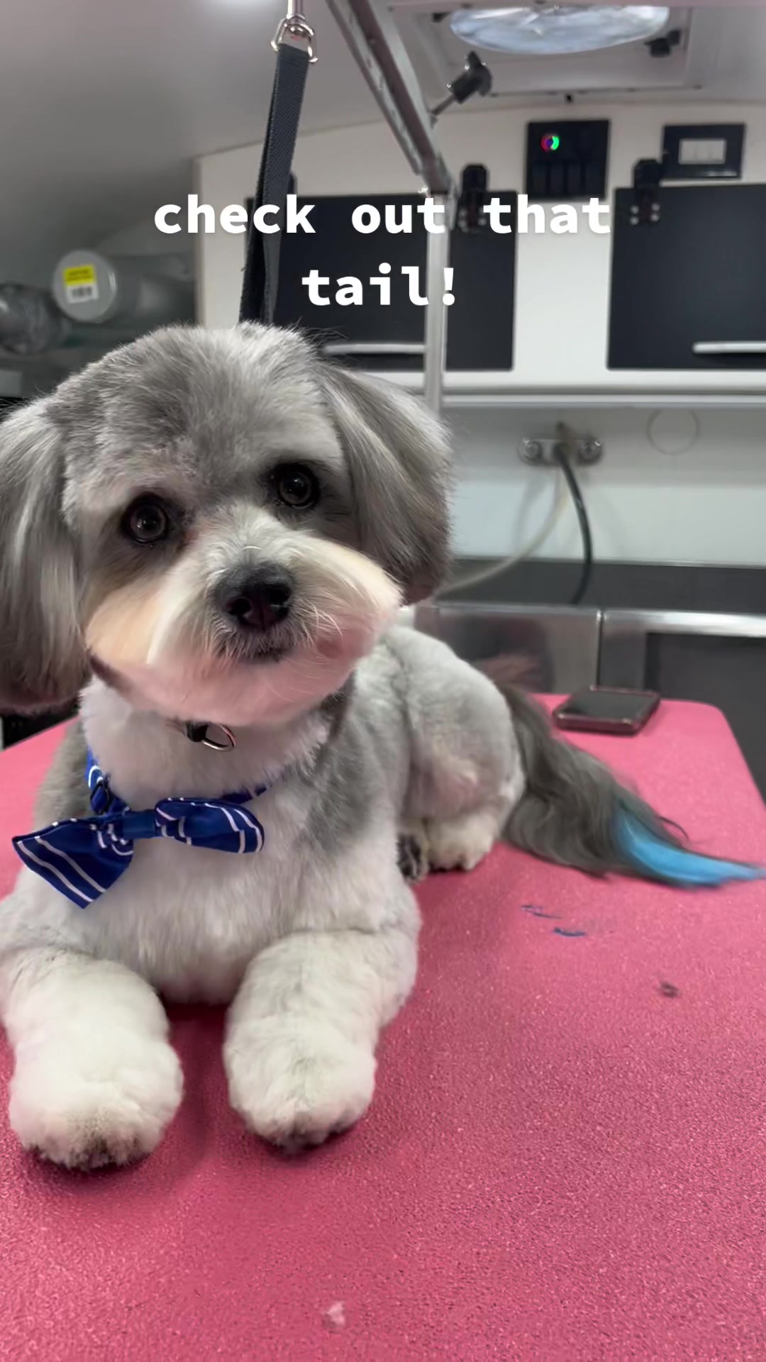 Coton de Tulear puppy with teddy bear cut
