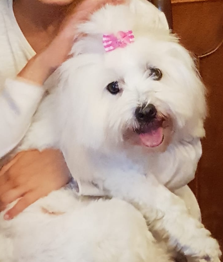 Coton de Tulear portrait